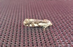 Tarache augustipennis