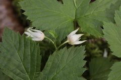 Rubus humulifolius