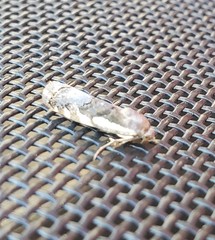 Tarache augustipennis