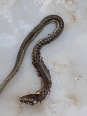 Thamnophis bogerti