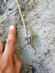 Plectrodera scalator