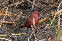 Lagonosticta rhodopareia