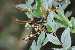 Cavendishia bracteata