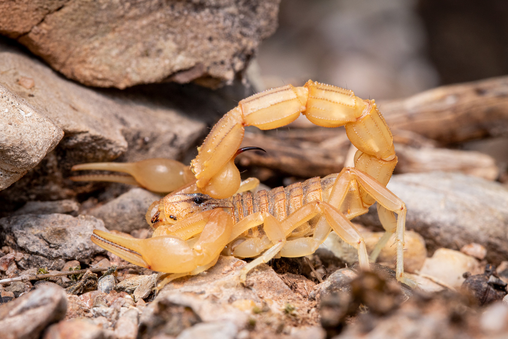 Common Yellow Scorpion, photo 1 of 10