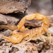 Common Yellow Scorpion - Photo (c) Javier A. Canteros, some rights reserved (CC BY-NC), uploaded by Javier A. Canteros