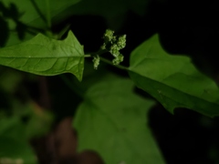 Chenopodiastrum hybridum