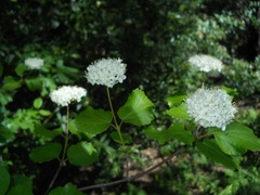 Viburnum ellipticum