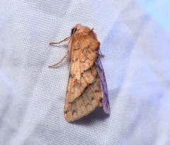 Pyrrhia exprimens