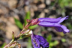 Penstemon cardwellii