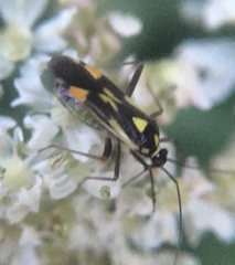 Grypocoris stysi