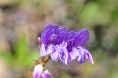 Penstemon cardwellii