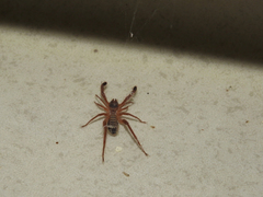 Gluvia dorsalis