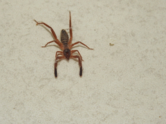 Gluvia dorsalis