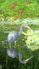 Egretta tricolor image