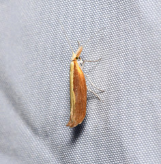 Ypsolopha dentiferella