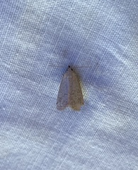 Protodeltote albidula