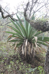 Furcraea longaeva