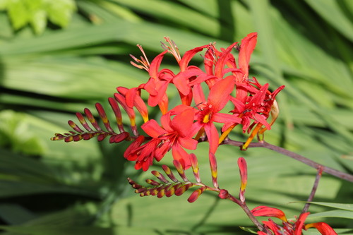 Image of Crocosmia masoniorum by no rights reserved