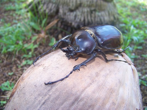 Megasoma janus · iNaturalist