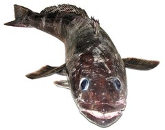 Antarctic Toothfish photo 4