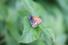 Coenonympha gardetta darwiniana