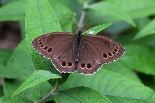Woodland Brown