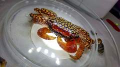 Goniopsis pulchra