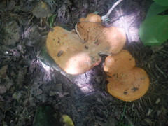 Lactarius croceus