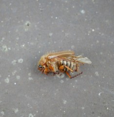 Coleoptera