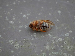 Coleoptera