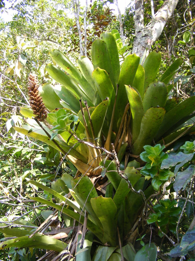 Wittmackia polycephala