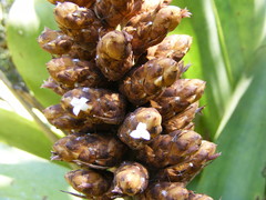 Wittmackia polycephala