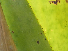 Wittmackia polycephala