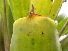 Wittmackia polycephala