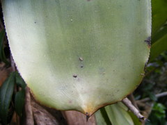 Wittmackia polycephala