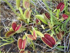 Dionaea muscipula