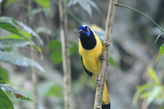 Cyanocorax yncas yncas