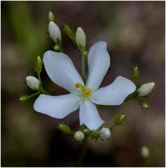 Sabatia difformis