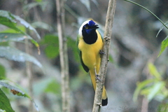 Cyanocorax yncas yncas