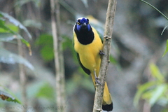 Cyanocorax yncas yncas