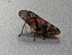 Aphrophora gelida