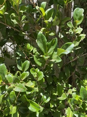 Ligustrum japonicum