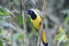 Cyanocorax yncas yncas