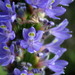 Pickerelweed - Photo (c) mfeaver, some rights reserved (CC BY), uploaded by mfeaver