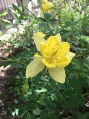 Aquilegia chrysantha