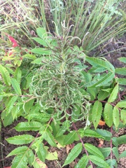 Eriophyes rhoinus