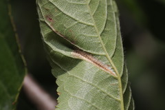 Phyllonorycter cerasicolella