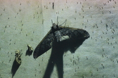 Adhemarius sexoculata