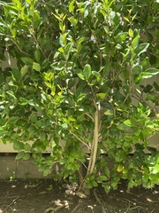 Ligustrum japonicum