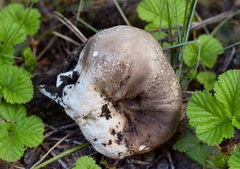 Handkea fumosa